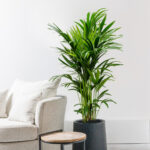 Kentia Palm Medium Online Kaufen | Billig – Www.fleurdirect Throughout Palme Wohnzimmer