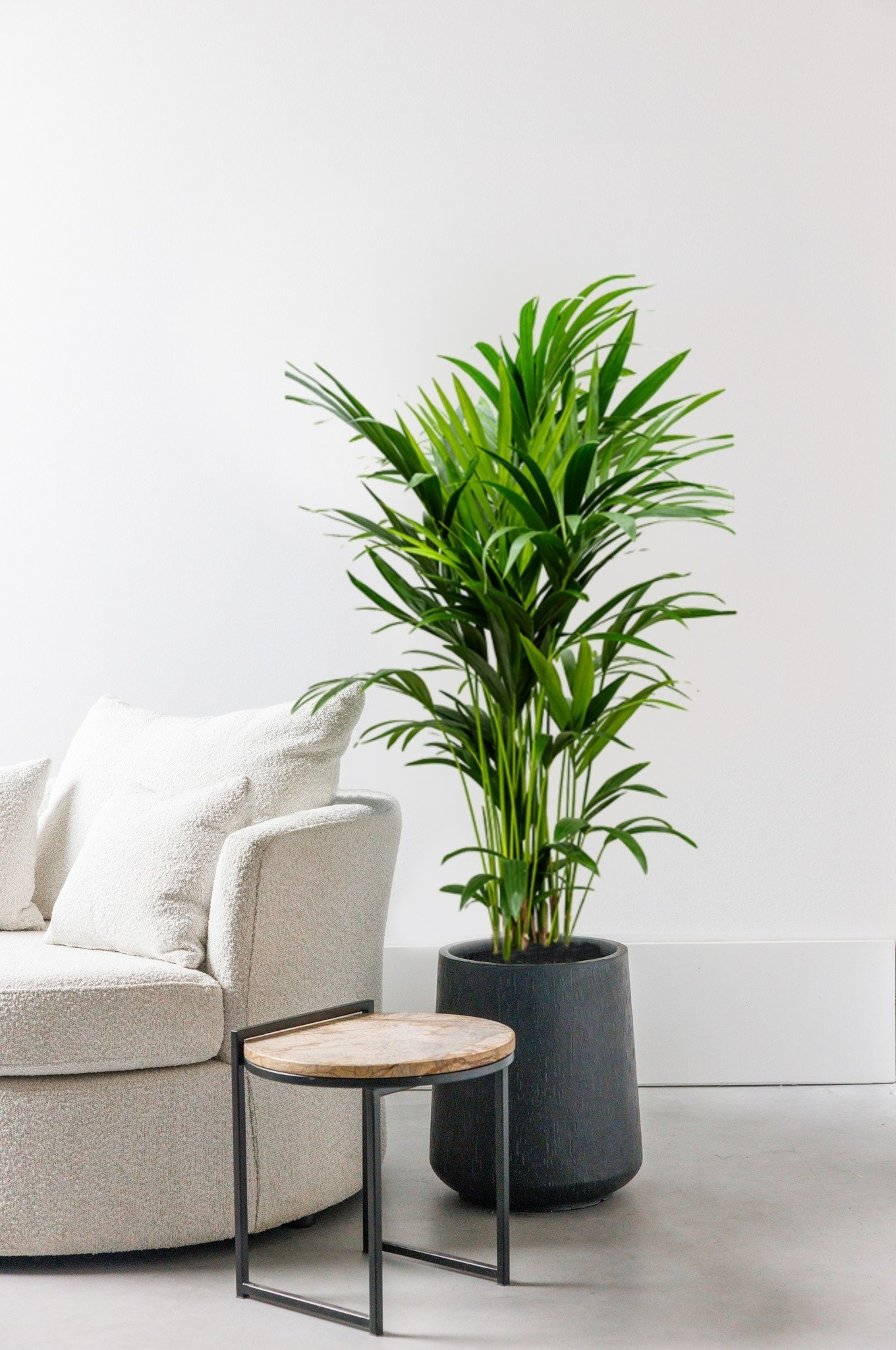 Kentia Palm Medium Online Kaufen | Billig - Www.fleurdirect throughout Palme Wohnzimmer